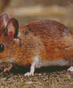 Field Mouse Animal Diamond Painting