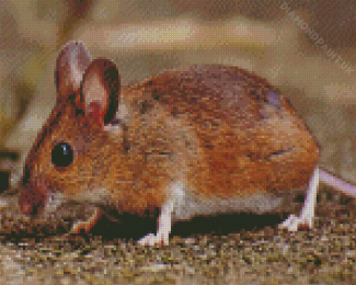 Field Mouse Animal Diamond Painting