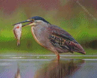 Heron Bird And Fish Diamond Painting