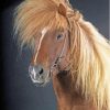 Icelandic Pony Horse Diamond Painting