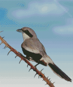 Loggerhead Shrike Bird Diamond Painting