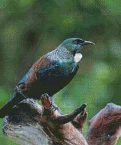 Native Tui Bird Diamond Painting