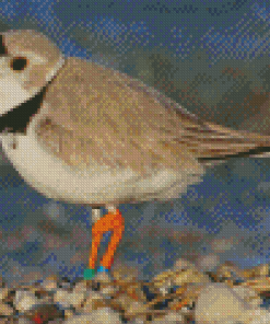Piping Plover Bird Diamond Painting