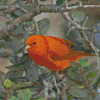 Orange Bird Diamond Painting