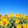 Sunflower Field And Clear Blue Sky Diamond Painting