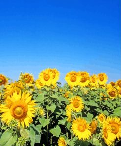 Sunflower Field And Clear Blue Sky Diamond Painting