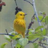 The Yellow Warbler Bird Diamond Painting