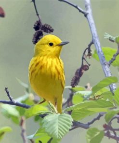 The Yellow Warbler Bird Diamond Painting