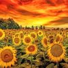 Tuscany Sunflower Field At Sunset Diamond Painting
