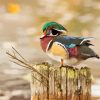 Wood Duck On Tree Diamond Painting