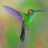 Aesthetic Green Hummingbird Diamond Painting