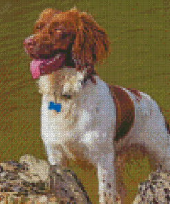 Aesthetic Springer Spaniel Diamond Painting