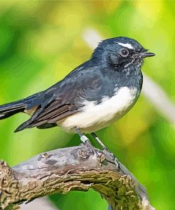 Aesthetic Willy Wagtail Diamond Painting