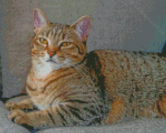 Aesthetic Grey Tabby Cat Diamond Painting