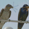 Birds And Dragonfly Diamond Painting