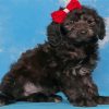 Cute Black Whoodle Puppy Diamond painting