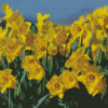 Field Of Daffodils Diamond Painting