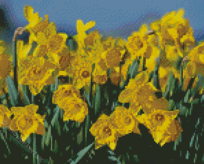 Field Of Daffodils Diamond Painting