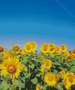 Sunflower Field And Clear Blue Sky Diamond Painting