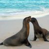 Galapagos Sea Lion Mother And Baby Diamond Painting