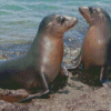 Galapagos Sea Lions Diamond Painting