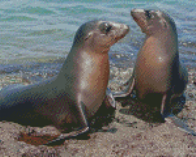 Galapagos Sea Lions Diamond Painting