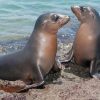 Galapagos Sea Lions Diamond Painting