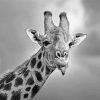 Giraffe Sticking Out Tongue Black And White Wildlife Diamond Painting