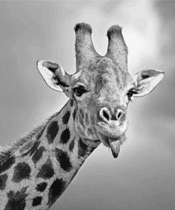 Giraffe Sticking Out Tongue Black And White Wildlife Diamond Painting