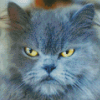 Grey Angry Cat Diamond Painting