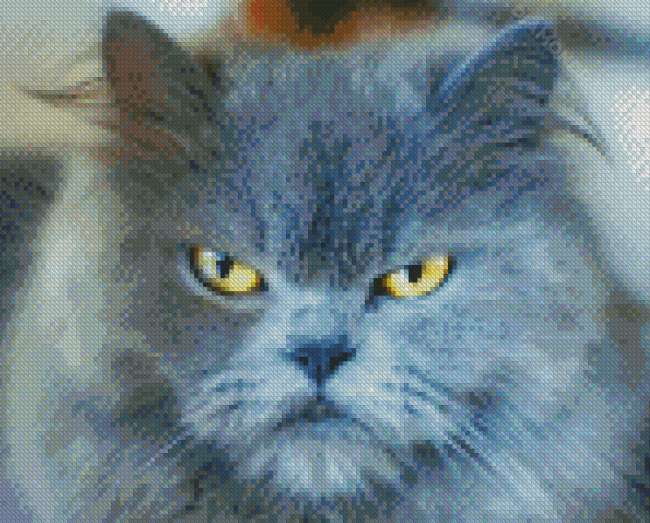 Grey Angry Cat Diamond Painting