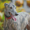 Greyhound Dog Diamond Painting