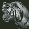Lonely Black And White Tiger Diamond Painting