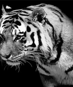 Lonely Black And White Tiger Diamond Painting