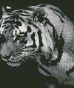 Lonely Black And White Tiger Diamond Painting