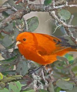 Orange Bird Diamond Painting