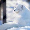 Polar Fox Animal Diamond Painting