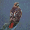 Red Tailed Hawk Diamond Painting