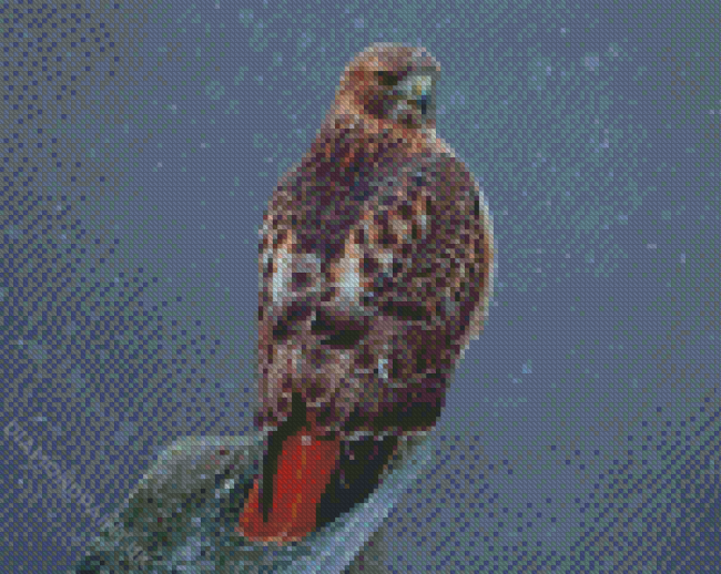 Red Tailed Hawk Diamond Painting