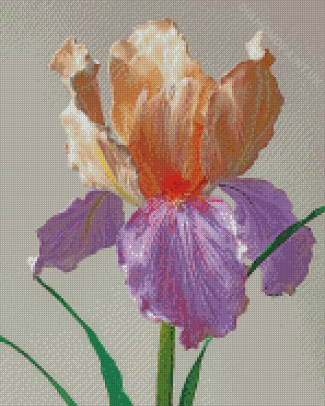 Blooming Bearded Iris Diamond Painting