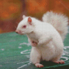 White Albino Squirrel Diamond Painting