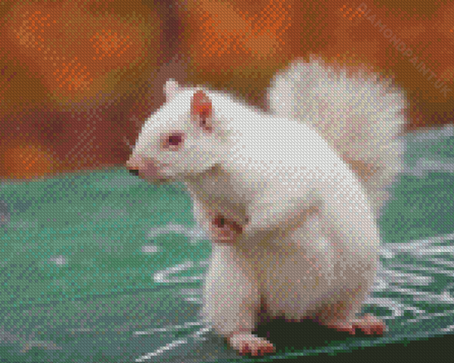 White Albino Squirrel Diamond Painting