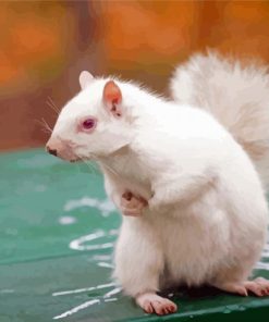 White Albino Squirrel Diamond Painting