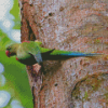 Alexandrine Parakeet On A Tree Diamond Painting