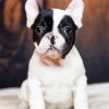 Black And White French Bulldog Close Up Diamond Painting