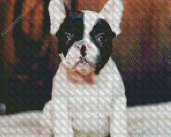 Black And White French Bulldog Close Up Diamond Painting