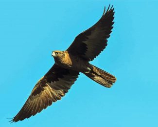 Black Falcon Flying Diamond Painting