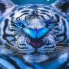 Blue Eyes Tiger With Blue Butterfly Diamond Painting