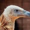 Close Up Himalayan Vulture Bird Diamond Painting