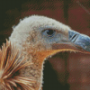 Close Up Himalayan Vulture Bird Diamond Painting